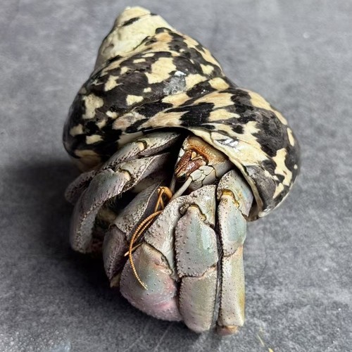 Taxidermy land hermit crab - hermit,