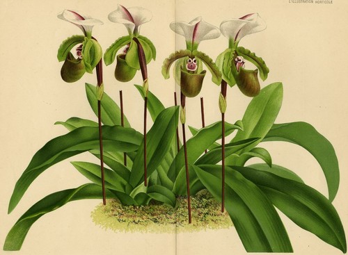 Cypripedium spicerianum flower - cypripedium,