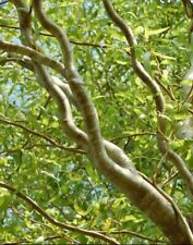 2x Curly willow trees, scarlet