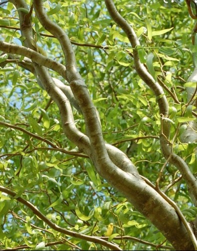 Curl willow trees scarlet - trees,,