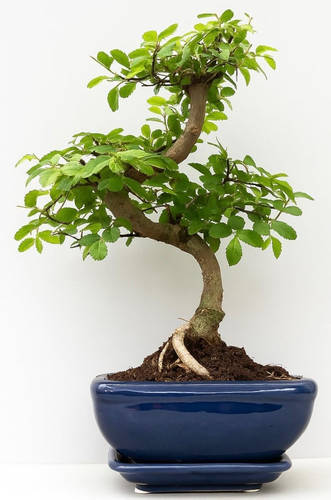Bonsai tree chinese - chinese, in