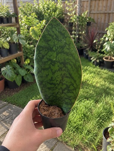 Sansevieria whale fin snake - fin,