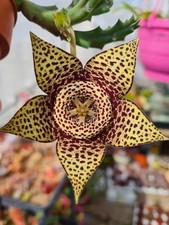 Orbea Variegata STEM CUTTING - Grow your own succulent plant!