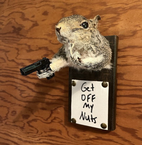 Taxidermy squirrel wall - squirrel, mount