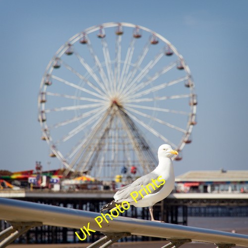 Photo 6x4 seagull the - photo,