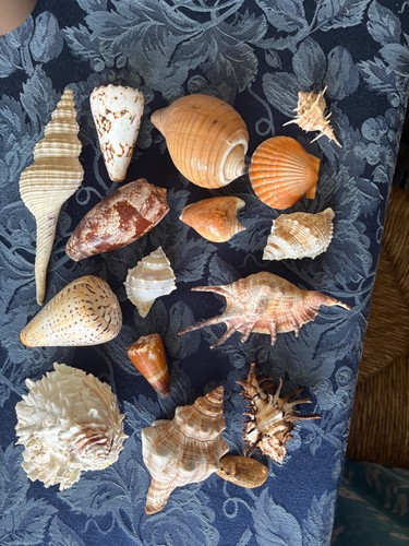 Medley sea shells - medley,