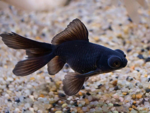 Black moor goldfish fancy - black,