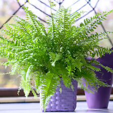 Boston Fern Popular Air-Purifying Potted Houseplant (25-35cm Incl. Pot)