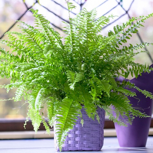 Boston fern popular - boston,