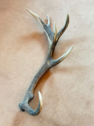 Deer antler exmoor - exmoor, 14