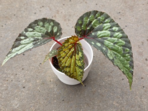 Begonia lucifer rare 8cm - lucifer, in