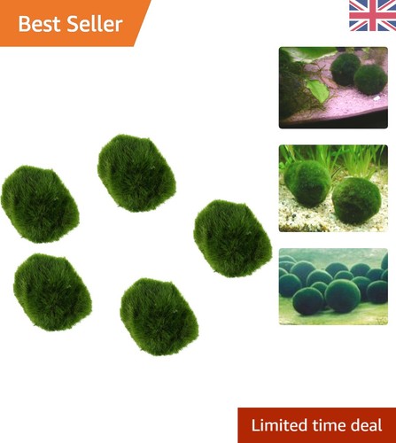 Marimo moss balls live - marimo,