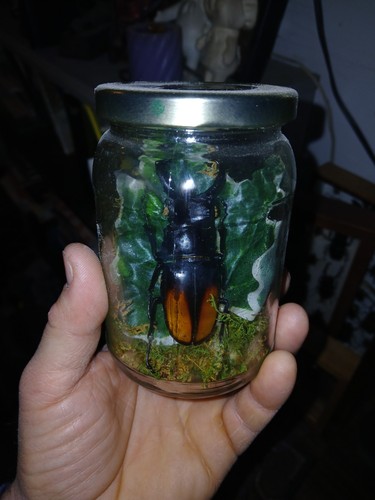Huge size hexarthious perri - huge,