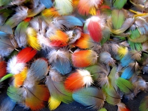100 small multi colored macaw - 100,