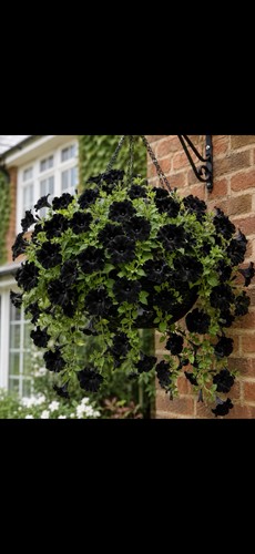 Black dramatic petunia - dramatic, petunia,