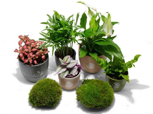 Easy terrarium plants - terrarium, –