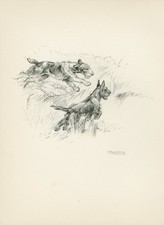 SCOTTISH AND FOX TERRIER DOGS