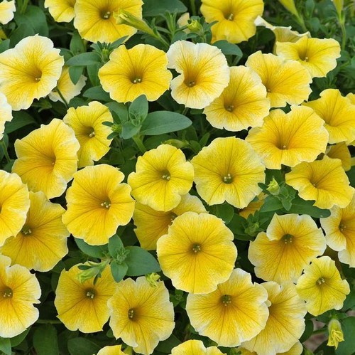 Petunia bees knees semi - petunia, knees'