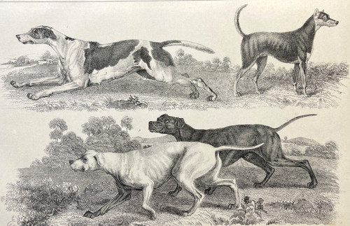 Antique dog print - print, 1800s