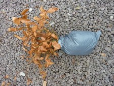 20 MIXED TREE SAPLINGS 10-20CM