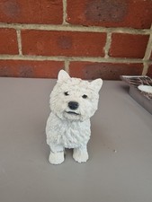 West Highland White Terrier 