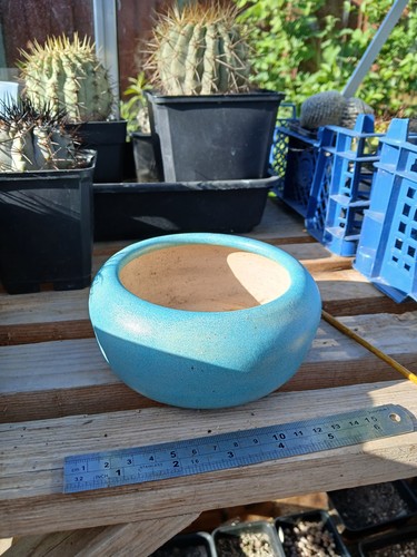 Bonsai clay poy - ideal, for