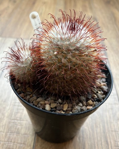 Mammillaria bombycina