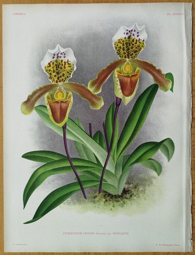 Linden lindenia original print - linden,
