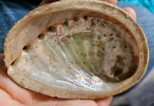 Abalone shell seashell 9cm - shell,