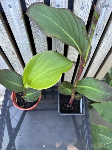 Canna musifolia grande - grande,, potted
