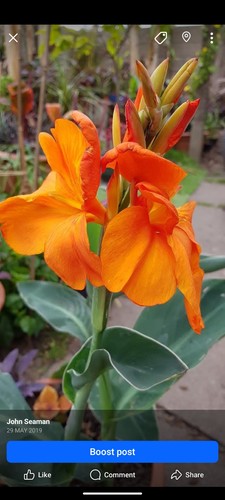 Canna jivargo - canna,