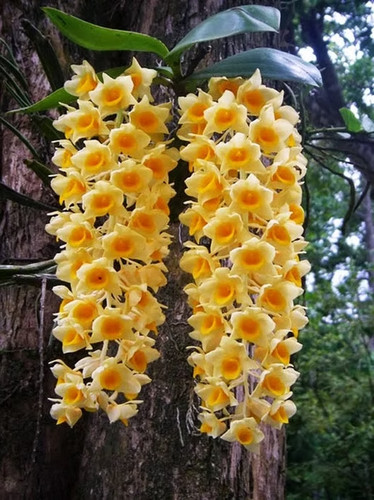 Rare dendrobium densiflorun - dendrobium,