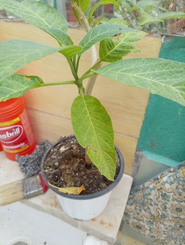Brugmansia charles grimaldi - "charles, grimaldi"