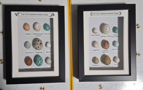 Replica british birds eggs - british,