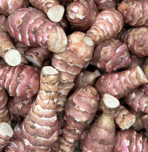 Jerusalem artichoke seed - artichoke,