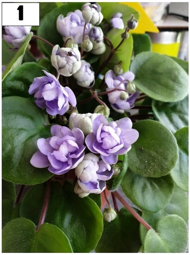African violet cut leaves - violet,