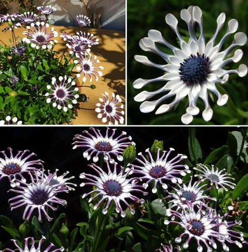 Blue daisy osteospermum - blue,