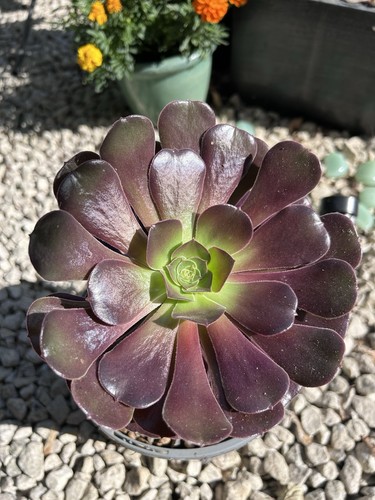 Large aeonium velour - large, ‘velour’