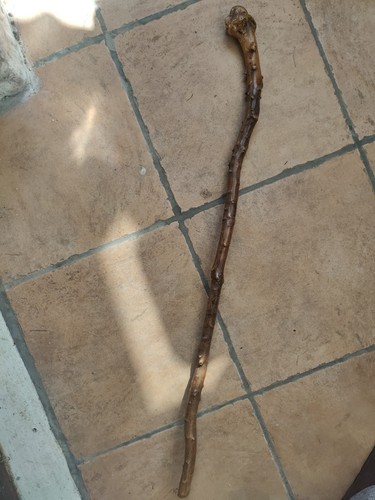Antique hedgerow walking stick - hedgerow,