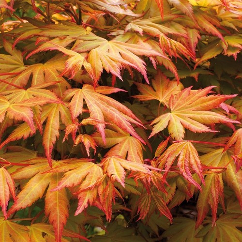 Acer palmatum orange - palmatum,