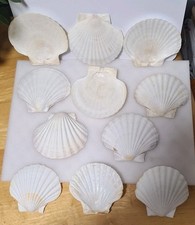 Scallop Shells Natural Large x