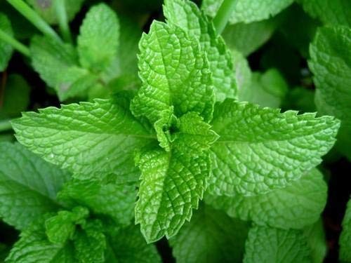 Large mint herb - plant, 14cm