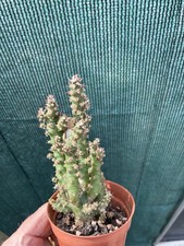 Opuntia Eves Needless Cactus