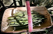 Fresh green willow chew sticks