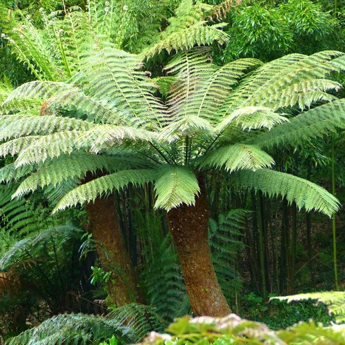 Dicksonia antarctica tree - dicksonia, fern