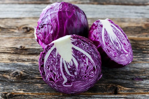 Red cabbage plug plants grow - red, "grow