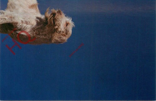 Picture postcard dog italian - postcard_, dog,
