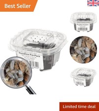 Live Tropical Grey Isopods -