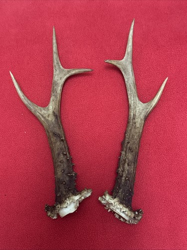 Pair roe deer - pair, of