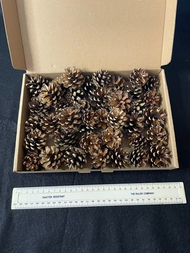 Assorted pine cones for - 40,